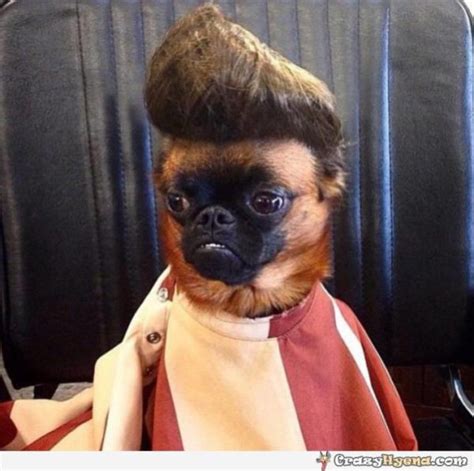 funny dog haircut memes|funny dog haircuts for men.